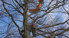 Na Teplicku uvízl paraglidista v koruně stromu. Sundavat ho museli hasiči