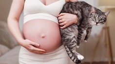 Toxoplazmózou může být nakažena až čtvrtina Čechů. Nebezpečná je pro těhotné