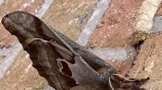 Okřídlená tarantule vyděsila tisíce lidí. Poznáte, o jaký druh jde?