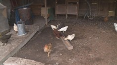 V chovu na Tachovsku musí vybít všech 750 tisíc nosnic. Vejce zřejmě zdraží, předvídá ekonom