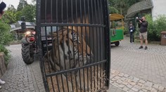 Zabavený tygr odchází ze zoo v Liberci. Stěhuje se do Nizozemí