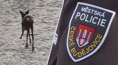 Centrem Českých Budějovic zmateně pobíhala srnka. Zasáhnout museli strážníci