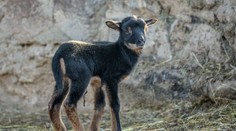 Radost v českých zoo: Na svět přivedla první mláďata roku 2020!