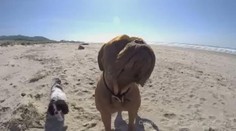 Tohle VIDEO vás dojme! Dvounohý boxer si poprvé užívá běh po pláži