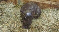 České zoo se daří chovat roztomilé hrošíky. Za 4 roky se tam narodili hned čtyři
