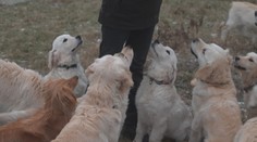Majitelce desítek pejsků hrozí za nezvládnutý chov vězení. Přesto se jich nechce vzdát