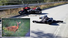 Řidiči motorky skočila na hlavu laň, způsobila vážnou nehodu!