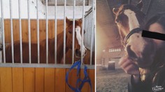 Velká tragédie: Pod Luckou (13) se splašil kůň. Dívku smrtelně zranil