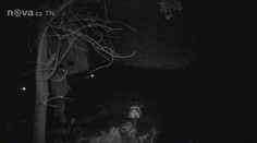Obce mají trik proti černým skládkám: Fotopasti!