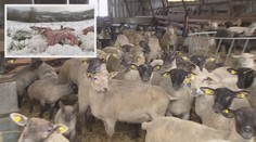 Stáda v ohrožení: Na Náchodsku terorizuje zemědelce vlčí smečka