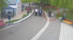 VIDEO jen pro otrlé! Vlk v zoo zaútočil na dvouletou holčičku