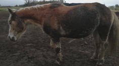 U Domažlic asi otrávili koně. Jeden zemřel, dva měli vážné potíže
