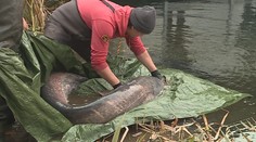 Velké stěhování dvoumetrového sumce: Na pomoc přijel i potápěč