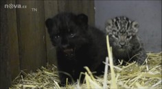 To je krása: Tři malá levharťátka pochodují po pražské zoo