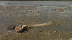 Vyschlý Dunaj překvapil. Našli se tam pozůstatky pravěkého zvířete