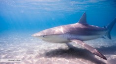 Poplach v turistické destinaci. Ke španělskému letovisku zavítal žralok