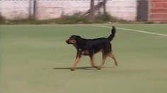 Sportovní bláznoviny a šílenosti roku 2013! Psí střelec i vznášedlo na golfu