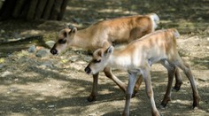 Divocí sobi se v zoo takřka nemnoží. V Praze ano! FOTKY