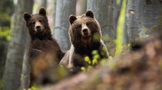 Medvědí stezka: V Česku se zabydlují slovenské šelmy
