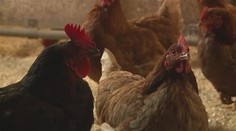 Na jihu Čech se objevila ptačí chřipka. Nemoc přenášejí volně žijící ptáci