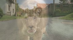 Valašské safari? Překvapený cyklista se v lese srazil se lvicí!