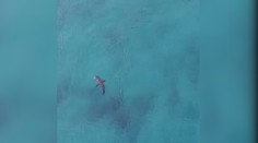VIDEO: Surfaři měli štěstí! Před žralokem je varoval dron