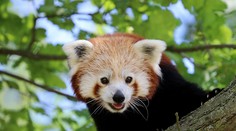 Chlupáč na útěku! Z plzeňské zoo uprchla panda červená
