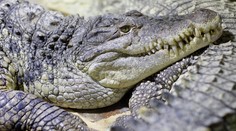 Pastora při křtu 80 lidí v jezeře sežral krokodýl! Zvíře uteklo