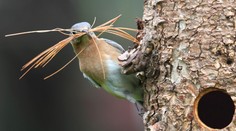 Kvůli teplé zimě zvířata hynou: Přijdeme o netopýry a ptáčata?
