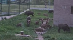 Ústí nad Labem terorizují divoká prasata. Město navýšilo odměny za jejich odlov