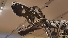 Lidé mají jedinečnou možnost. V aukci se bude dražit kostra Tyrannosaura rexe