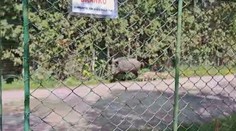 Bachyně z bohnického hřbitova stále neodešla. Podařilo se ji natočit zblízka