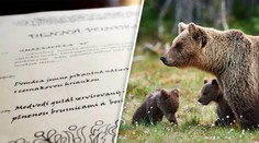 Ve slovenské restauraci nabízí medvědí maso. Porušují zákon, stěžují si ochranáři