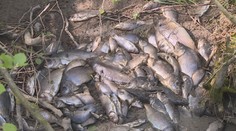 Břeh potoka lemují tisíce tlejících ryb, do okolí se šíří hrozivý zápach