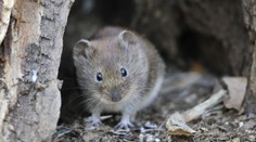 Odborníci objevili nový koronavirus. Narazili na něj u běžných hlodavců