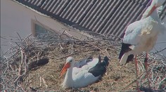 Čapí love story z jihu Čech nekončí, samice hřeje nové vejce