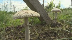 Botanik na Znojemsku objevil jednu z nejvzácnějších hub v Česku