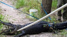 Cyklista spadl na Floridě do vody vedle aligátora, ten se do něj zakousl