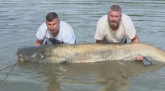 Rekordní úlovek rybáře Marka. Obrovská ryba skončí na pekáči!