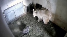 V Hluboké se narodilo vzácné mládě medvěda plavého! VIDEO
