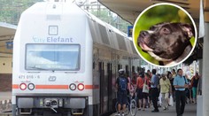 Ženu ve vlaku pokousal velký pes v obličeji, pak jí zmizela kabelka!