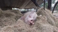 Lidé si oblíbili chov miniprasátek. Ta mohou ale několikanásobně vyrůst