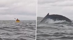 VIDEO: Na tohle nikdy nezapomene. Kajakáře spolkla velryba, jeho otec vše natočil