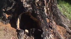 Vandal do památného stromu řezal pilou, pak ho ještě podpálil!