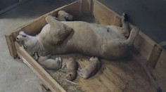Lvice Khalila porodila ve Dvoře tři mláďata. Stará se ukázkově. VIDEO