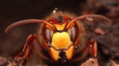 V suchu a teplu se daří sršňům a vosám! Po bodnutí může jít o život