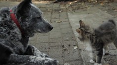 DOJEMNÉ VIDEO: Pejsek se stará o nemocné koťátko!