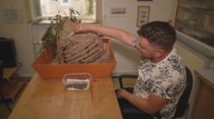 Aktivita vos a včel roste. Hasiči vyjíždějí kvůli likvidaci hnízd stále častěji
