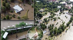 Podívejte se, jak Vltava zničila pražskou zoo. Z toho jdou slzy do očí