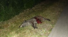 Motorkáři vběhl do cesty divočák, mašina po pádu vzplála